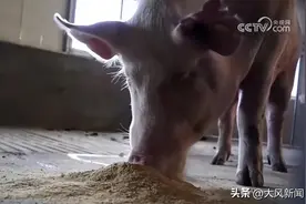 生猪出栏前一夜“暴瘦”60多斤！？警方分析：应是掉包导致肥猪暴瘦图片