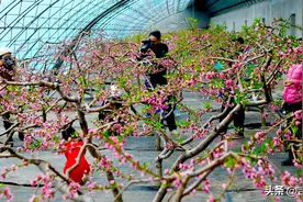 长春市双阳区奢爱良蔬有机果蔬农场桃花朵朵开，市民抢先赏“春”花尝草莓图片