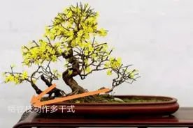 迎春花要增粗，法子得用对，做好这5点，不增粗很难图片