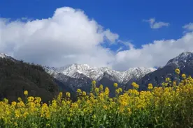 初春腾冲：油菜花开金灿灿，紫云沫雪白皑皑图片