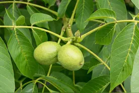 深夜滞留深山，遭遇诡异事件，我至今仍心有余悸图片