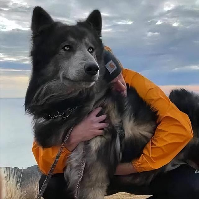 贫民养不起,这几种狗,都是"镶金"的