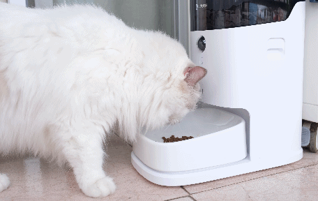 远程视频，科学投喂，宠咕咕宠物智能喂食器初体验