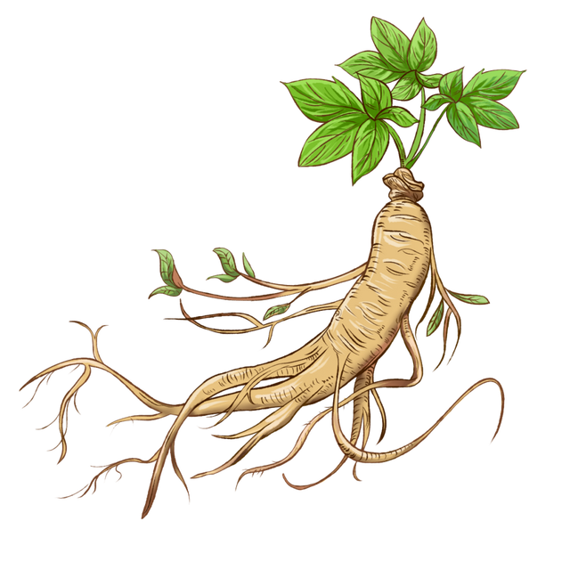 十大珍贵中药材