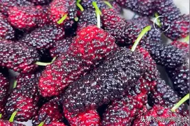 洗桑葚时，有人用盐，有人用面！老果农：都不对，教您正确的做法图片