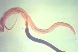 苗疆的“蛊”到底是什么？58年我国血吸虫病泛滥，毛主席亲自部署图片