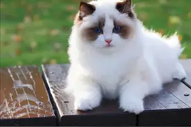 布偶猫毛发“满天飞”咋整？对症下药才是王道图片