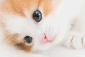 可爱的猫咪手机壁纸图片