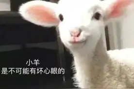 表情包‖不努力就会成为女人的玩物图片