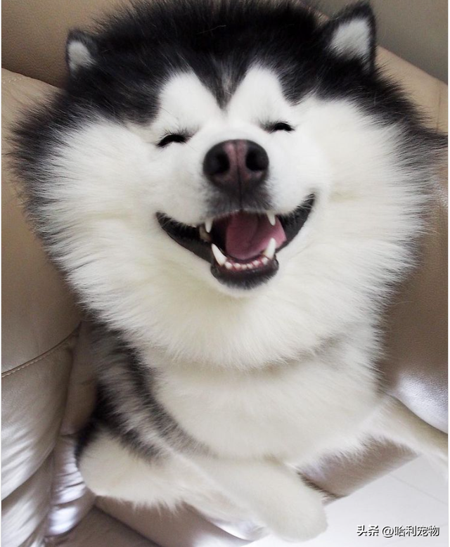 呆萌的大饼脸了,要摸到脸颊肉还得穿过层层炸毛,想想就已经觉得太可爱