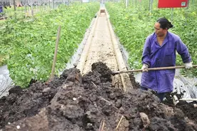 未腐熟农家肥（鸡粪，羊粪，牛粪，猪粪）,不是肥料是祸害图片