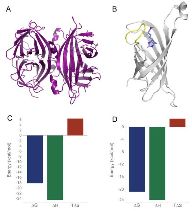 药物设计│生物素在药物设计中的经验教训