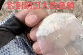 钓鱼佬一片鳞片震惊全网，百万网友奇葩评论引发钓鱼界狂欢图片
