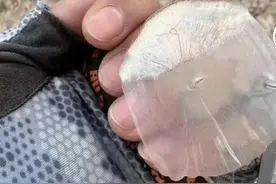 钓鱼佬一片鳞片震惊全网，百万网友奇葩评论引发钓鱼界狂欢图片