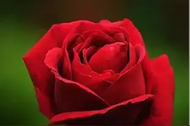 你对月季玫瑰还‬傻傻分不清楚吗图片