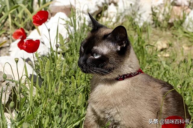 暹罗猫怎么读（暹罗猫暹字怎么读竟然有很多人读错）
