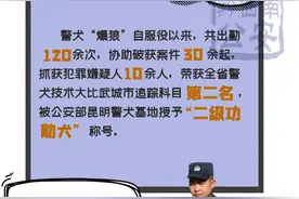 【中国人民警察节】“无言”的“警察”，黔西南州警犬图鉴图片