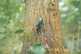 公园有哪些常见的昆虫？图片