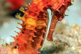 海洋中奇葩的生物，直立游泳食物无胃消化，演化史上的另类—海马图片