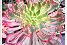 近50种法师锦你搜集了多少颗？来谈谈这几年的法师锦品种图片