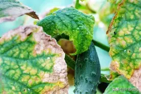 烯酰吗啉：防治霜霉病、疫病的首选药，还是“特效药”吗？图片