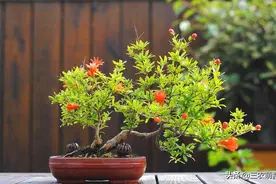 8种果树，随便种一棵，镇宅又旺家，越养越吉利图片