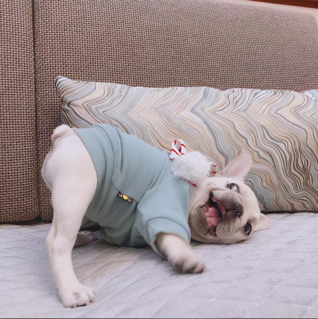 “富养界的天花板”法斗犬，这七大缺点，接受了才是真爱