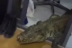 男子正吃饭鳄鱼突然进屋 网友：您的鳄了么骑手正在取餐图片