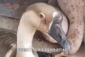 养了6年的大鹅，在被宰前一直流眼泪，主人看后：还是继续养着吧图片