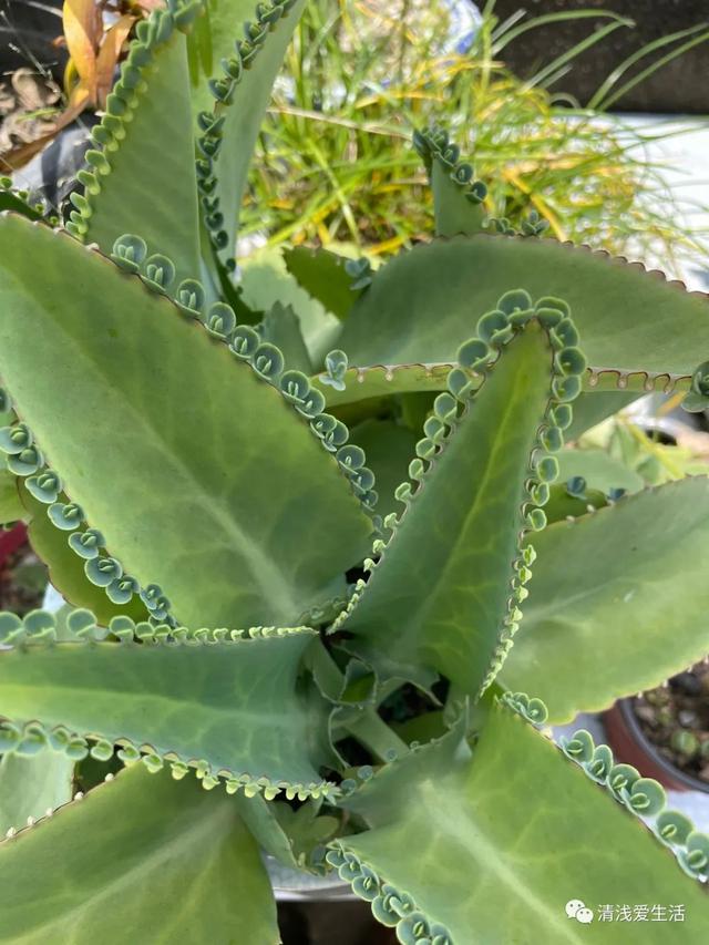 養不活多肉的花友 試試蕾絲公主不死鳥 Ttfnews