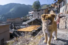 中华田园犬在中华土地被禁养，仅因为“土”？在二战曾击败日本犬图片