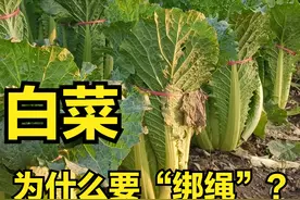 大白菜“绑绳”是为了包心吗？这么理解，你的格局就小了图片