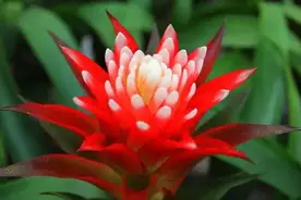 如何才能让鸿运当头花开持久？最实用的养护方法，请收藏图片