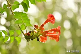 手机拍花朵，如何拍出高级感？专业摄影师教你提升照片质量图片