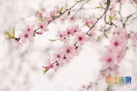 在北京乘坐地铁赏花：4号线图片