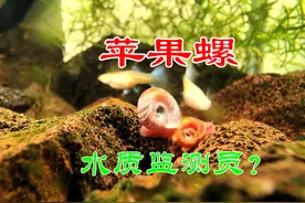 怎么监测和稳定鱼缸水质？它可以帮我们，它就是苹果螺图片
