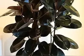 客厅就养这些懒人花，一个月不管也能活的很好图片