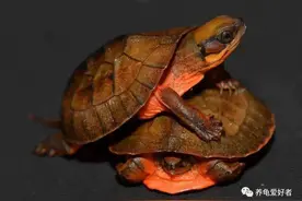 那些时隔多年，价格依旧坚挺的“龟界神话”都有谁？图片