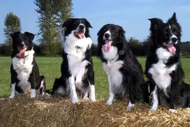 边境牧羊犬原来这么“可怕”，难怪弃养率这么高图片