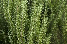 迷迭香养好了，一盆变多盆，做菜熬汤掐一点味道很香图片