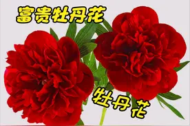 一花一世界，花开富贵牡丹花，千枝万朵甲天下，国色天香醉群芳图片
