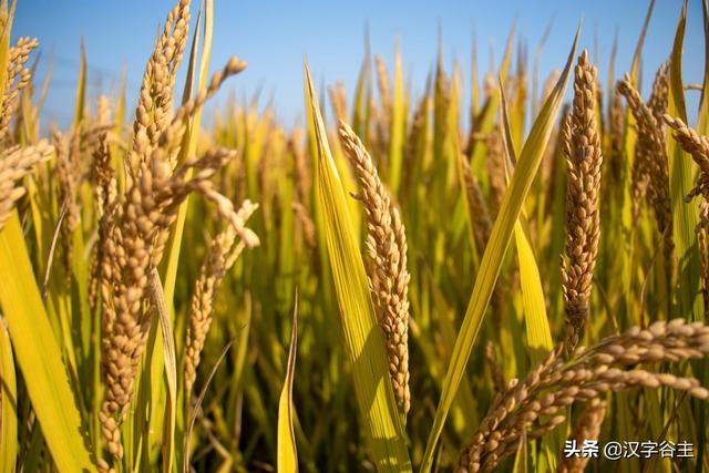汉字节气：“芒种”也“忙”也“亡”，理解“芒”字思维表达