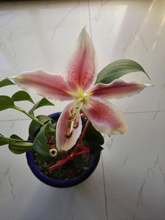 百合花开花后别扔掉，这样处理一下，花朵又大又惊艳，年年开花