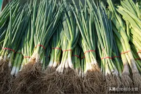 小葱别再花钱买了，用这个方法能连续吃几年，只需一空桶就能实现图片