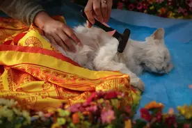 不瞒你说，不要将养猫“神圣化”，养猫有这“10大坏处”图片