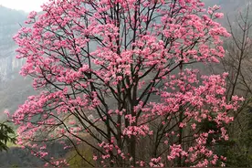 花漾湖北宜昌 美得挪不开眼！春日赏花去这些地方图片