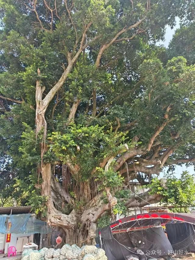 诏安行 // 陈清东