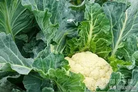 春菜花（花椰菜）种植技术要点图片