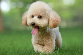 盘点那些令人“爆笑”的狗狗名字，你家汪叫什么？图片