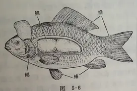 解剖鱼来认识鱼的内脏图片